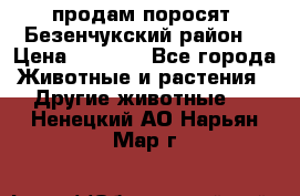 продам поросят .Безенчукский район  › Цена ­ 2 500 - Все города Животные и растения » Другие животные   . Ненецкий АО,Нарьян-Мар г.